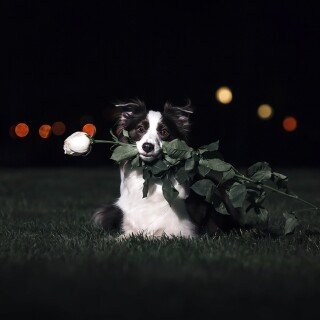dogs1_0969