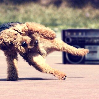 dogs1_0975