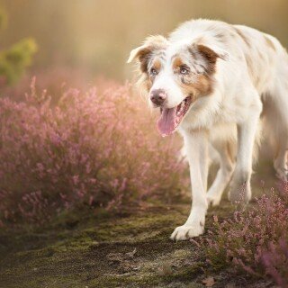 dogs1_0977