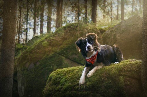 dogs1 0979