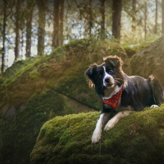 dogs1_0979