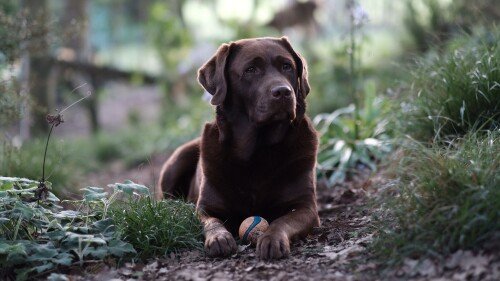 dogs1 0987