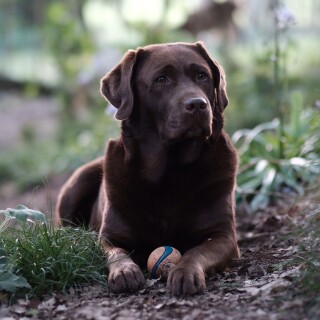 dogs1_0987