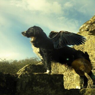 dogs1_0988