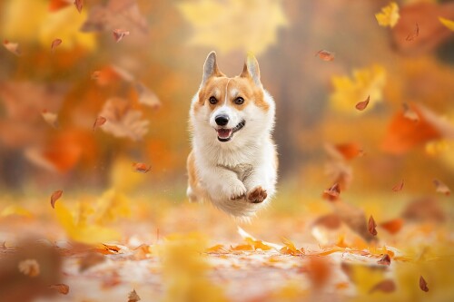 dogs1 0991