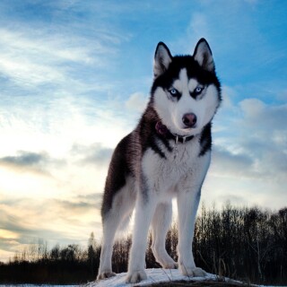 dogs1_0993