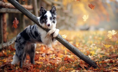 dogs1 1010
