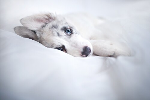 dogs1 1025