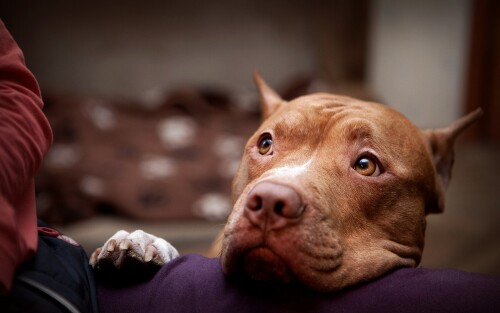 dogs2 0003