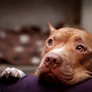 dogs2_0003