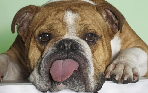 dogs2_0005.jpg