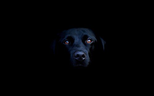 dogs2_0015.jpg
