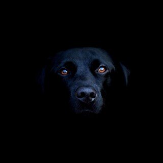dogs2_0015