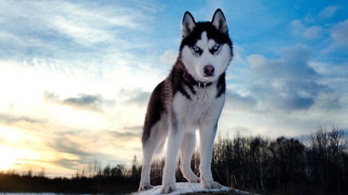 dogs2_0017.jpg