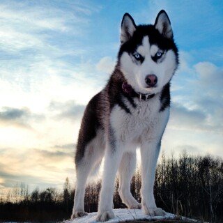 dogs2_0017