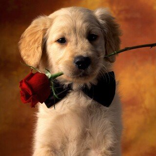 dogs2_0020