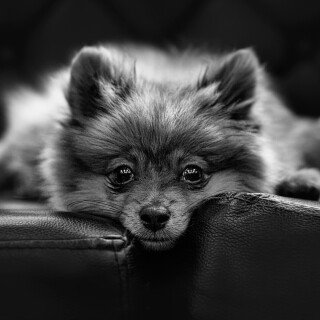 dogs2_0023