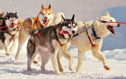 dogs2_0031.jpg