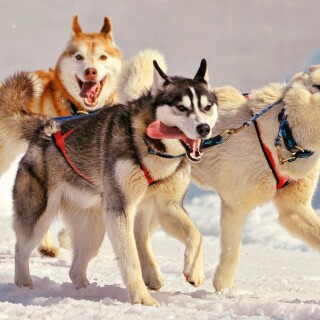 dogs2_0031