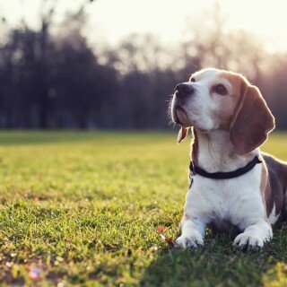 dogs2_0033