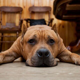 dogs2_0038