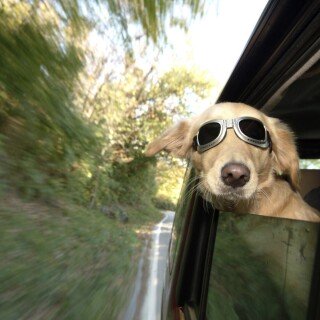 dogs2_0045