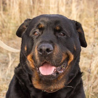 dogs2_0066