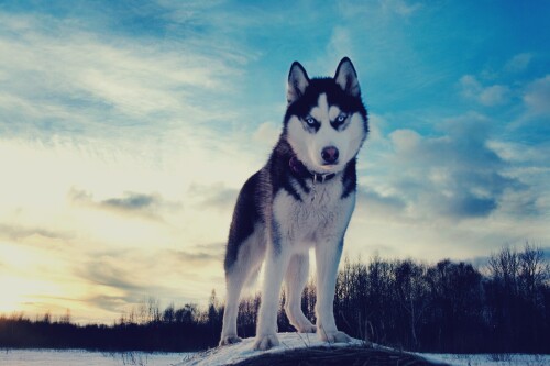dogs2_0080.jpg