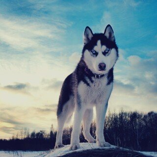 dogs2_0080