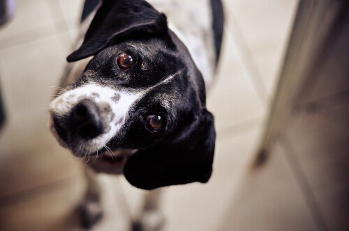 dogs2_0084.jpg