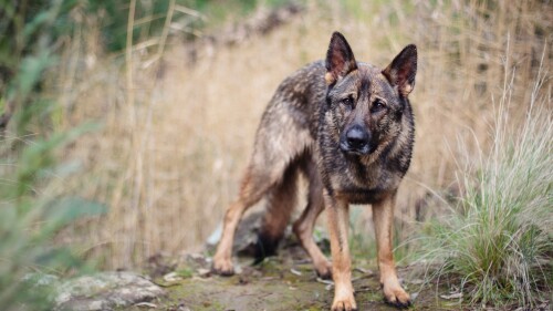 dogs2_0090.jpg