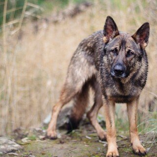 dogs2_0090