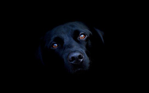 dogs2_0101.jpg