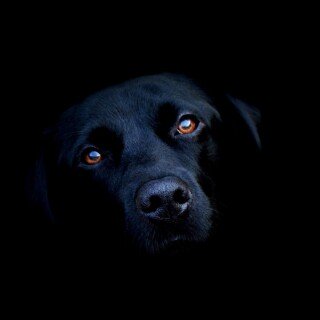 dogs2_0101