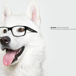 dogs2_0116
