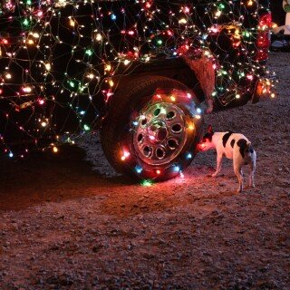 dogs2_0127