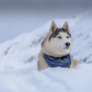dogs2_0136