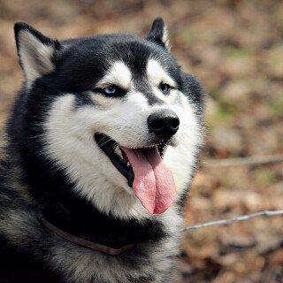 dogs2_0141