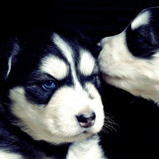 dogs2_0142