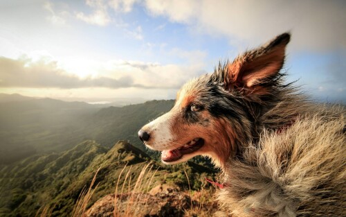 dogs2_0147.jpg