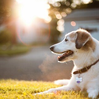dogs2_0151