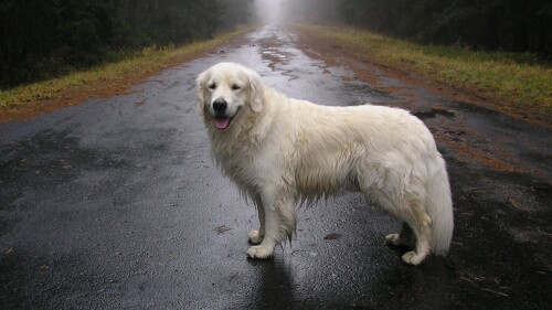 dogs2_0152.jpg