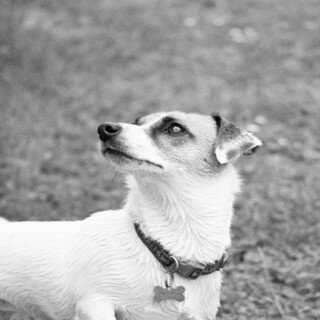 dogs2_0157