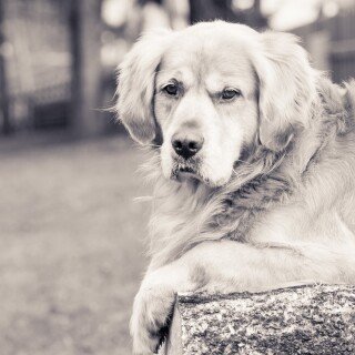 dogs2_0165
