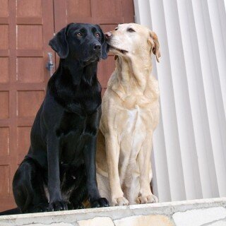 dogs2_0185