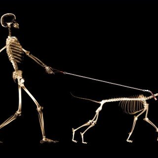 dogs2_0186