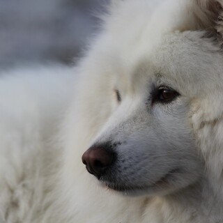 dogs2_0190