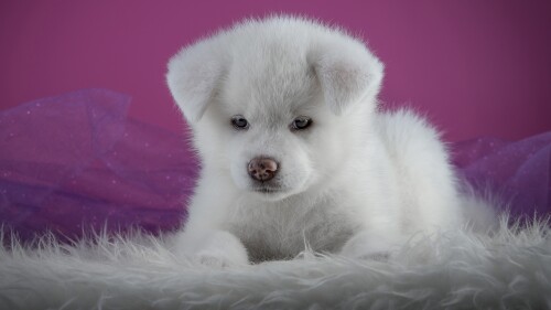 dogs2_0194.jpg