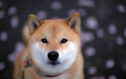 dogs2_0196.jpg