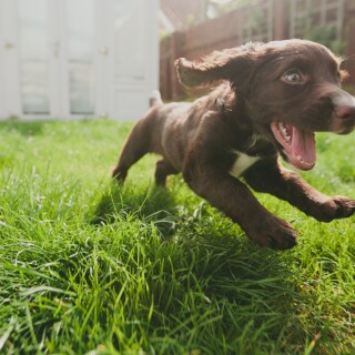 dogs2_0204